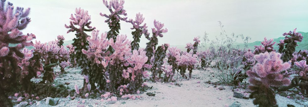 Karin Bubaš, "Cholla Cactus Garden in Pink," 2017