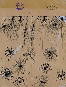 Santiago Ramón y Cajal, "glial cells of the cerebral cortex of a child," 1904