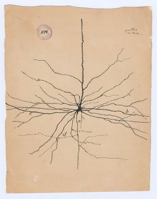 Santiago Ramón y Cajal, "the pyramidal neuron of the cerebral cortex," 1904