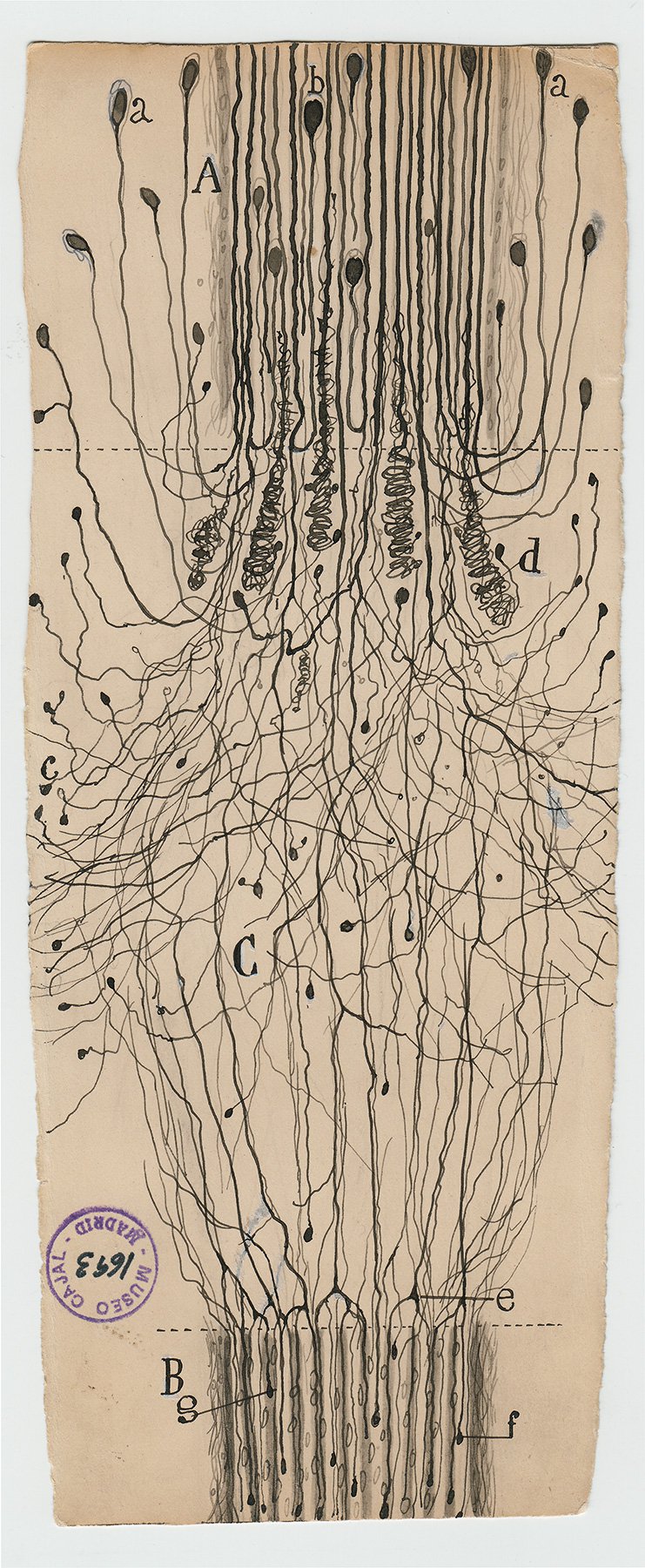 Santiago Ramón y Cajal, "a cut nerve outside the spinal cord," 1913