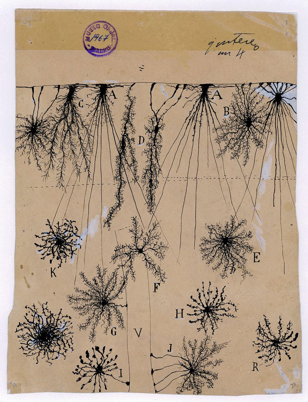 Santiago Ramón y Cajal, "glial cells of the cerebral cortex of a child, 1904
