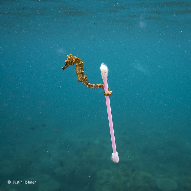 "Sewage Surfer" by Justin Hofman USA / Wildlife Photographer of the Year