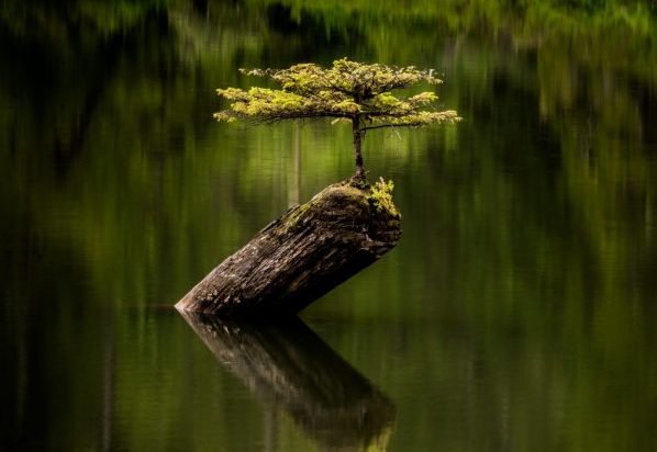 Jennifer Callioux, &quot; Fairy Lake Tree,&quot; nd