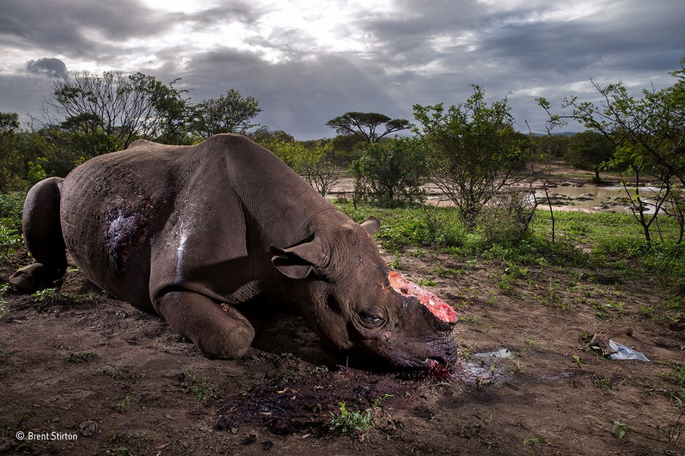Brent Stirton, Wildlife Photographer of the Year