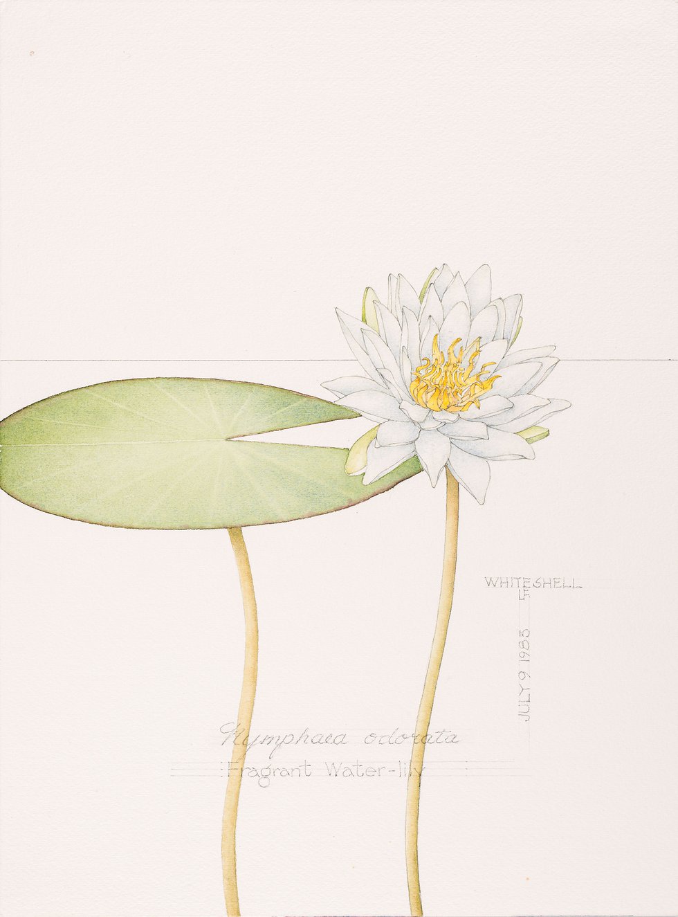 Linda Fairfield Stechesen, &quot;Fragrant Water Lily,&quot; nd