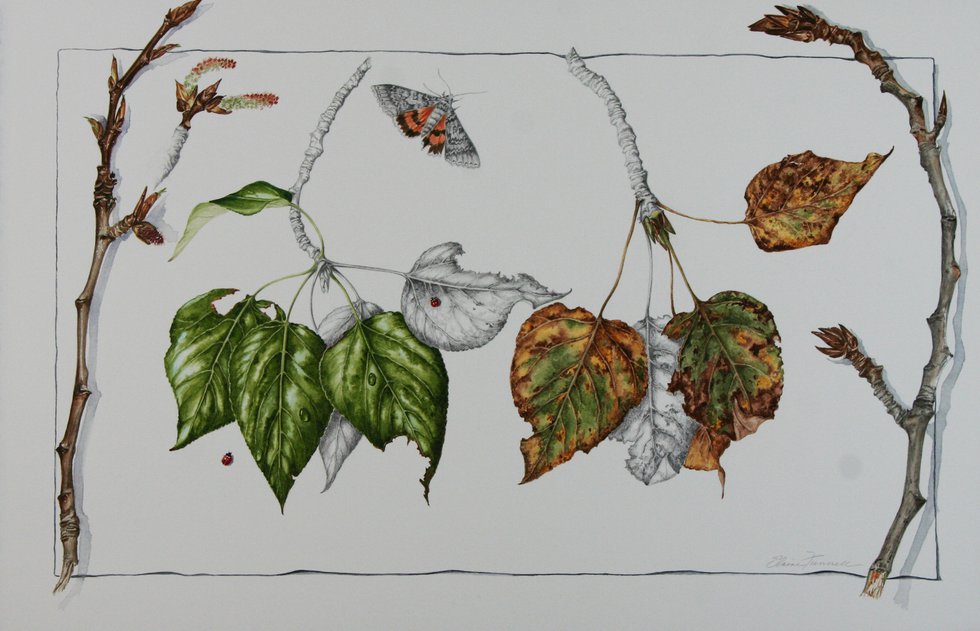 Elaine Funnell, “Populus balsamifera Seasons – Balsam Poplar #6,” 2013