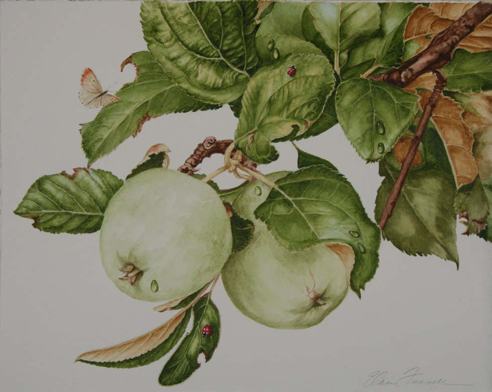 Elaine Funnell, “Joan’s Apples #5,” 2015