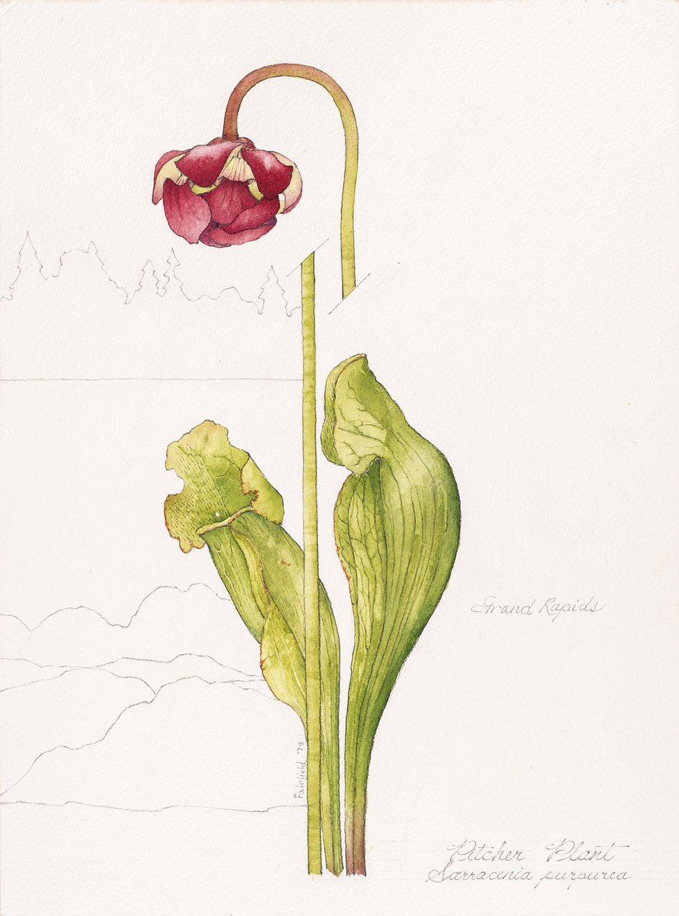Linda Fairfield Stechesen, botanical drawings (pitcher plant), 1977-2007