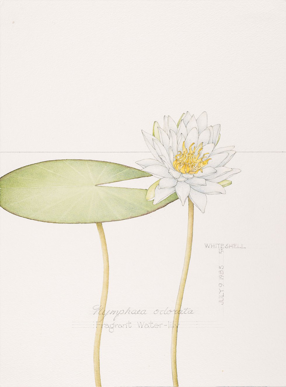 Linda Fairfield Stechesen, botanical drawings (fragrant water lily), 1977-2007