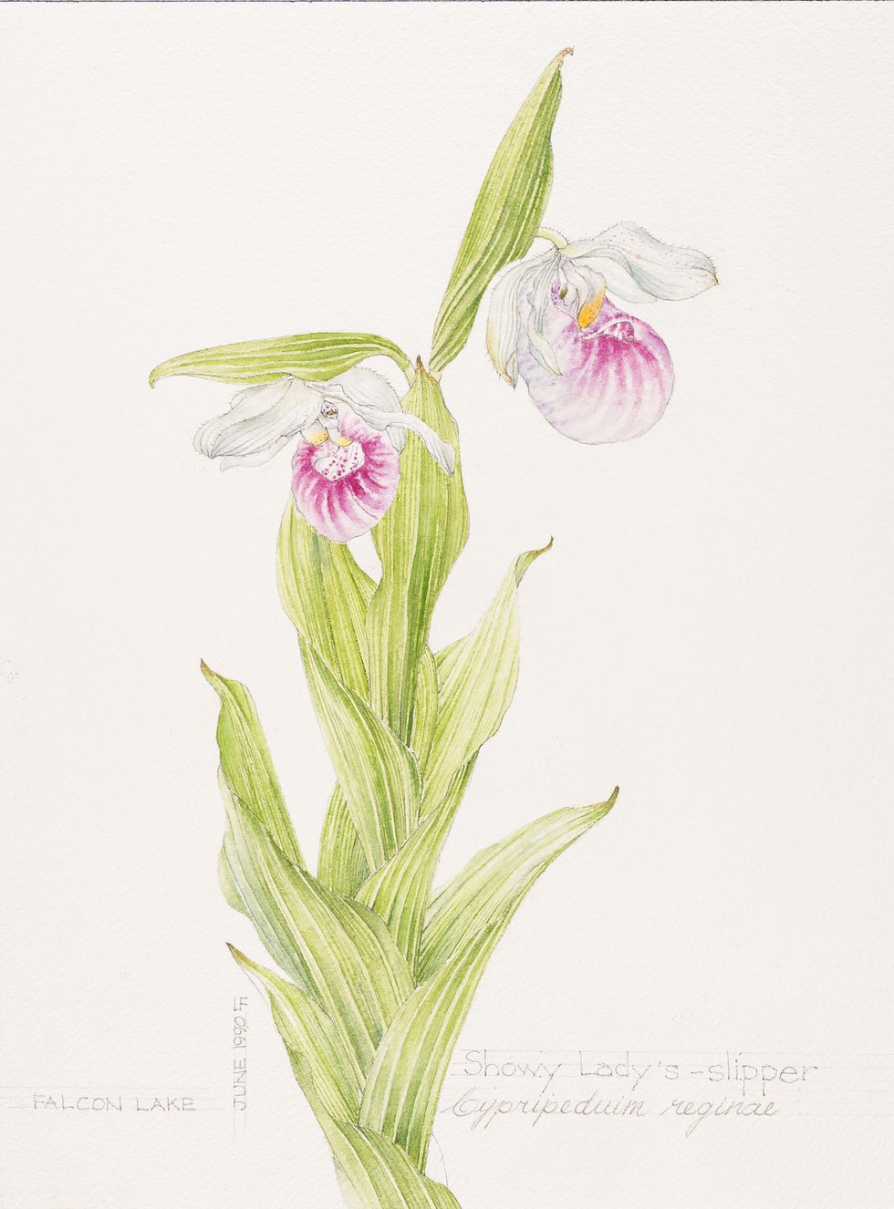 Linda Fairfield Stechesen, botanical drawings (showy lady's slipper), 1977-2007