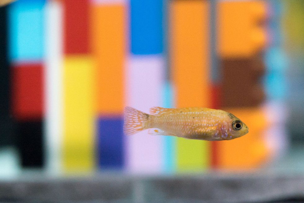 A fish swims past Douglas Coupland's Lego installation, part of his exhibition, "Vortex," at the Vancouver Aquarium. (Photo courtesy of Ocean Wise)