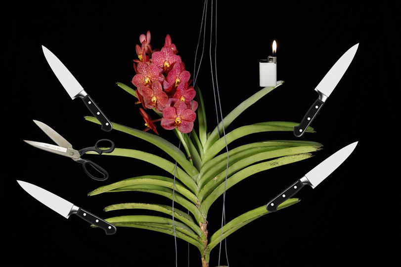 Arvo Leo, "Vanda Orchid With Knives," 2018