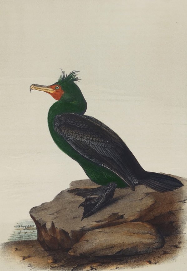 John James Audubon, "Double-crested Cormorant," nd
