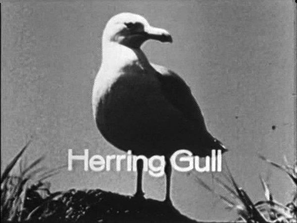 "Herring Gull," 1966, video still from "Hinterland Who's Who"