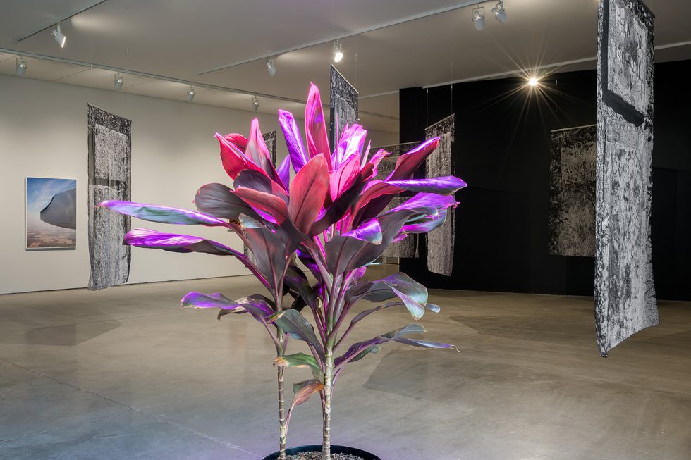 Santiago Mostyn, “Grass Widows,” 2020, installation view at Southern Alberta Art Gallery (photo by Blaine Campbell)