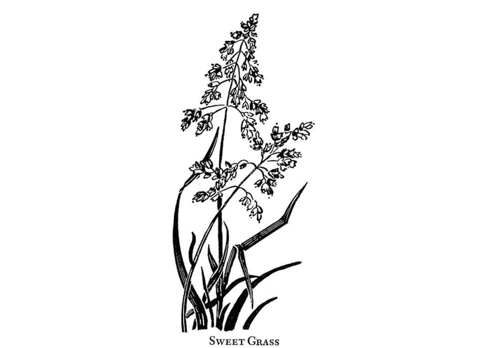 Botanical illustration by Annora Brown.