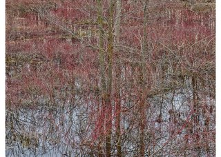 Edward Burtynsky, "Natural Order #20, Grey County, Ontario Canada, Spring 2020," chromogenic colour photograph