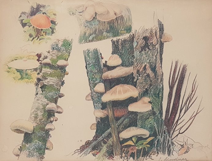 Ernest Lindner, "Untitled (mushroom studies)," c.1968