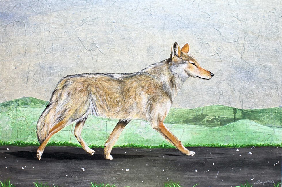 Terra Simieritsch, "Canis latrans," 2020