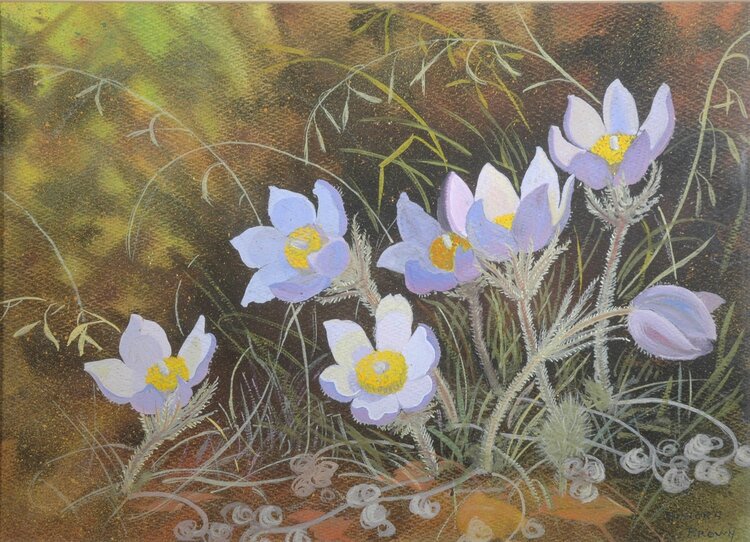 Annora Brown OCA, CPE, ASA (1899-1987), "Pasque Flower (Crocus)," 1961