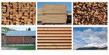 Fern Helfand, “Timber, Lumber, Wood, Home #2,” 2020