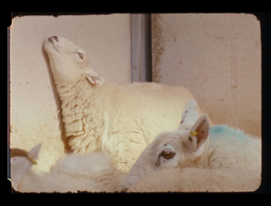 Nashashibi/Skaer, "Lamb," 2019