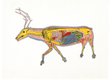 William Noah, "The Skeletoned Caribou," 1974, coloured pencil on paper, 22 1/8" x 30"