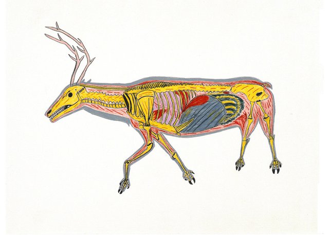 William Noah, "The Skeletoned Caribou," 1974, coloured pencil on paper, 22 1/8" x 30"