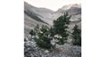 Sarah Fuller, "Whitebark Pine Suit, Canadian Rockies No. 3," 2022