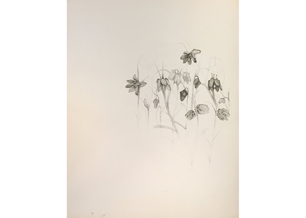 Charmian Johnson, “Untitled (Fritillaria),” no date