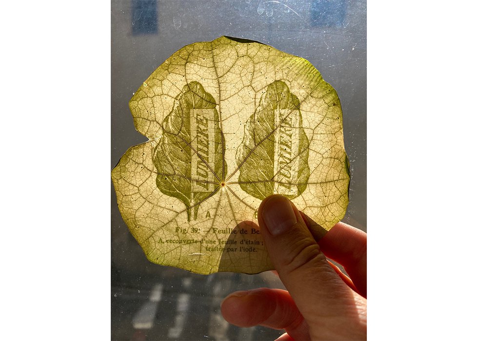 Dianne Bos, “Lumière, Nasturtium leaf,” 2022