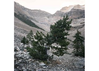 Sarah Fuller, “Whitebark Pine Suit, Canadian Rockies No. 3,” 2022
