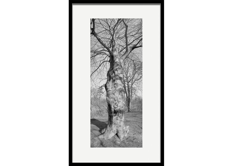 Geoffrey James, “Beech Tree, High Park,” 2004