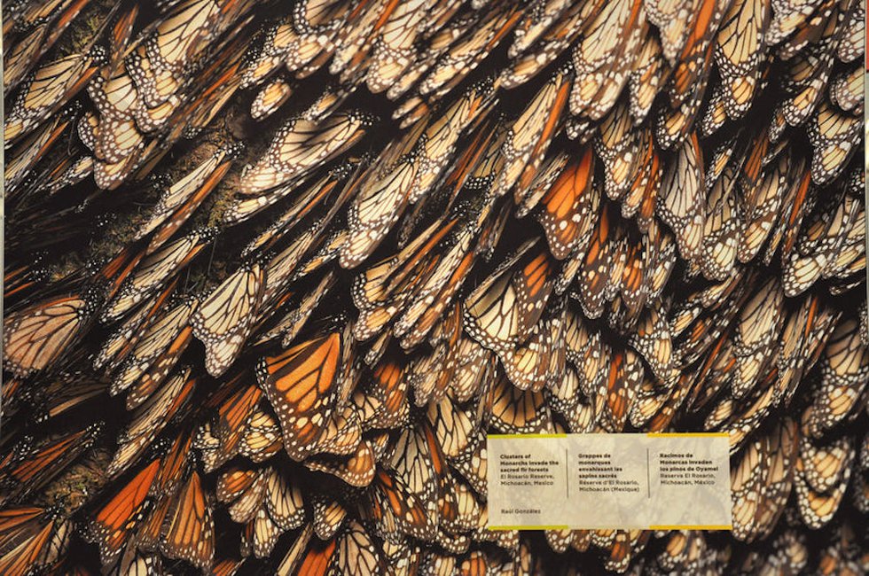 "On the Trail of the Monarch Butterfly"