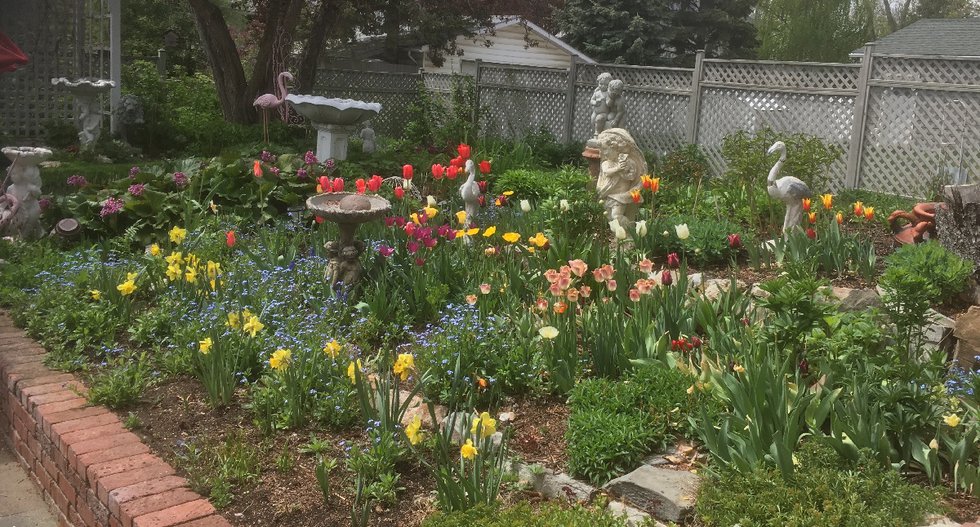 Tulips and daffodils in Helen's garden in 2022. (photo by Katherine Ylitalo)