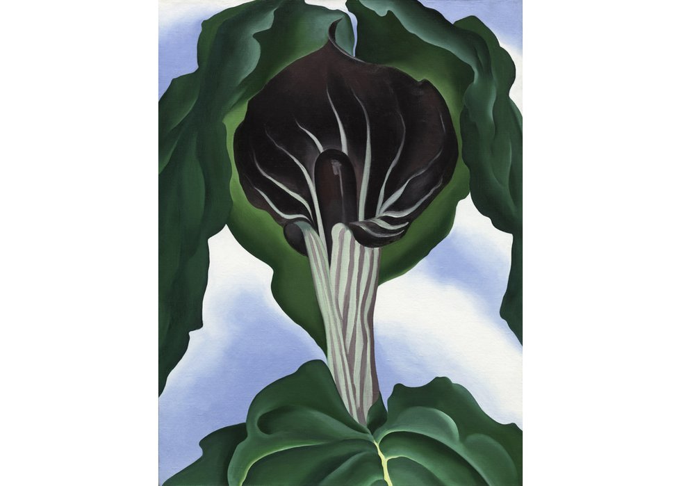 Georgia O’Keeffe, “Jack-in-the-Pulpit No. III,” 1930 (courtesy of National Gallery of Art, Washington D.C.)