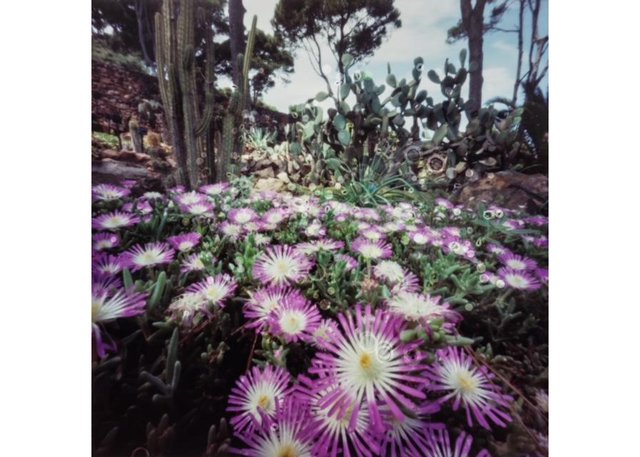 Dianne Bos, “Cactus Garden, Cap Roig, Spain,” 2021 (photo courtesy of the artist)