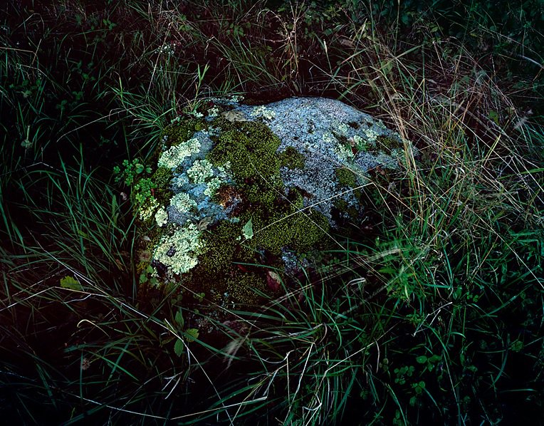Hua Jin, "Moss," Ed. 1/5, Color Photograph, 30 x 40 in., 2015