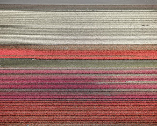 David Burdeny, "Veld 9, Noordoostpolder, Flevoland, the Netherlands," 2016