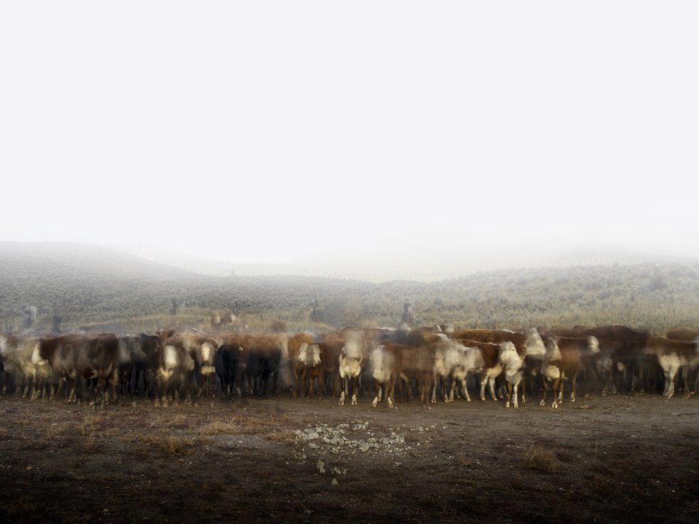 Kevin Boyle, "Cattle Call &amp; Seven Cowboys," 2015