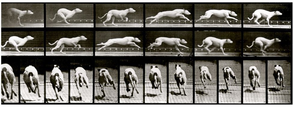 Eadweard Muybridge, "Plate #710 “Maggie” galloping," 1887